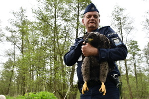 policjant z orłem bielikiem